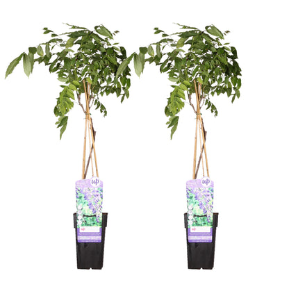 2x Wisteria sinensis 'Prolific' – Blauer Regen Kletterpflanze Ø15cm