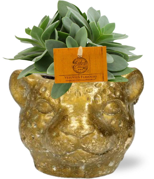 Senecio Cephalophorus mit Gold-Pflanzgefäß Ø12cm
