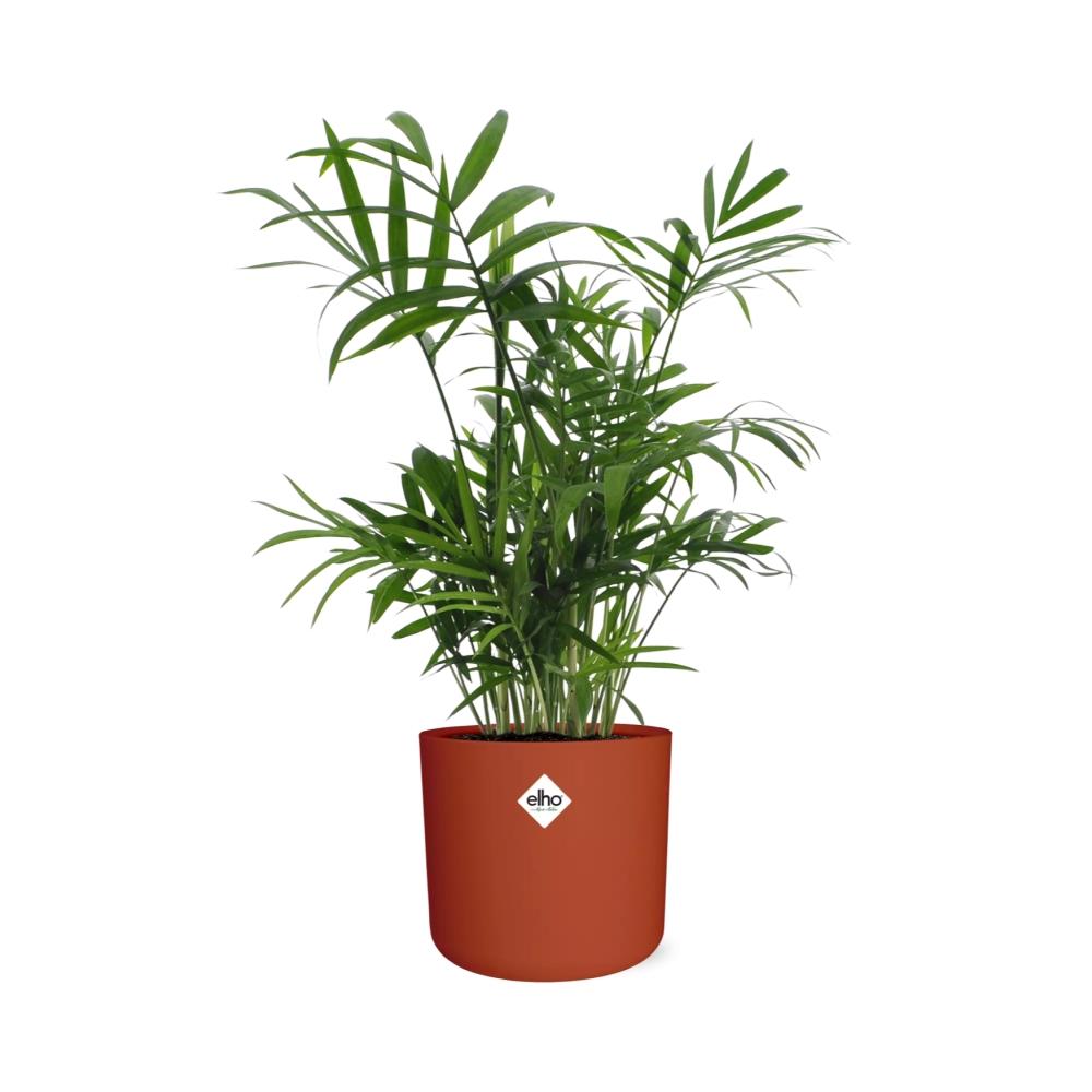 Chamaedorea Zwergbergpalme in ELHO b.for soft Rond 14cm Brique