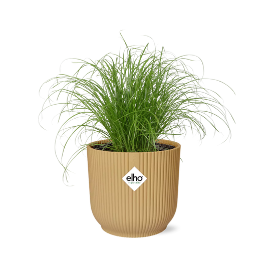 Cyperus alternifolius Schirmpflanze im ELHO Vibes Fold Topf 14 cm Gelb