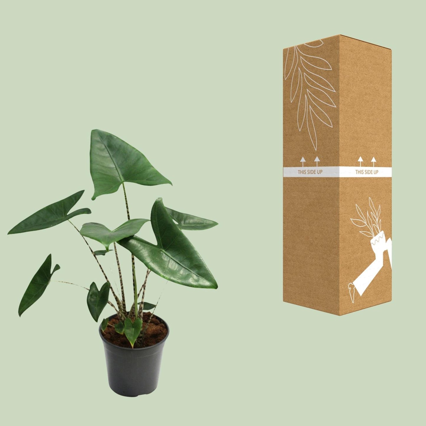 Alocasia Zebrina – Trendige Zebrapflanze Ø21cm, ca. 80cm hoch