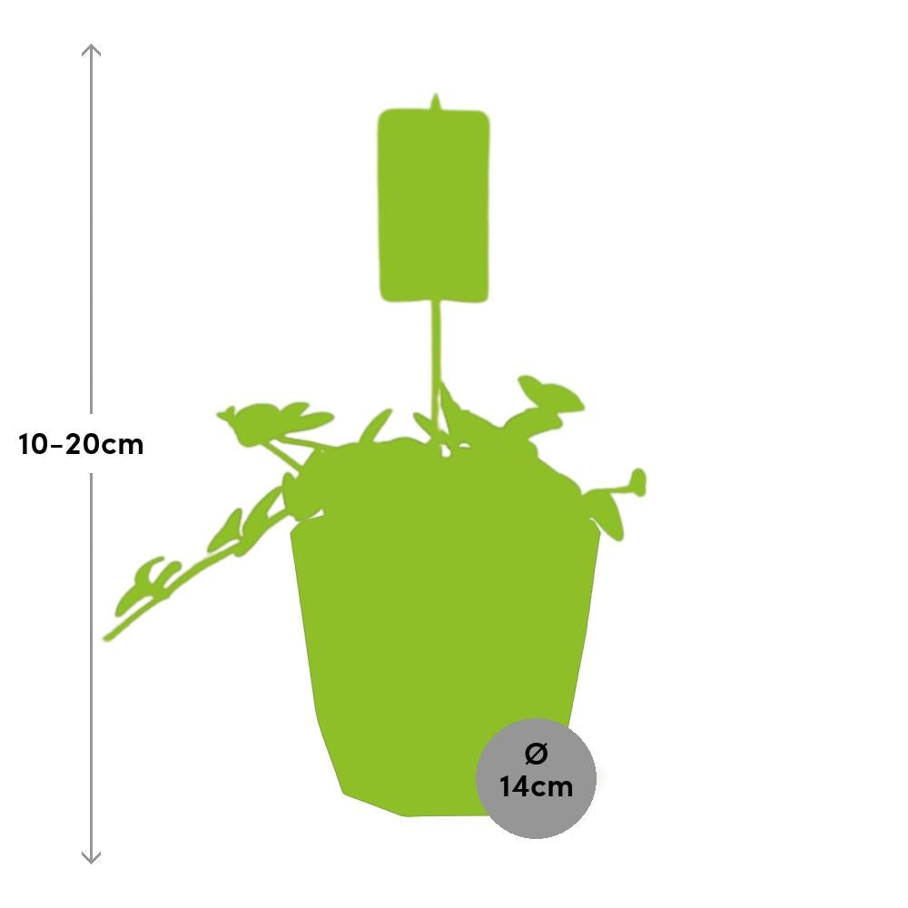 Peperomia ‘Hope’ – Pflegeleichte Zimmerpflanze im 14cm Topf