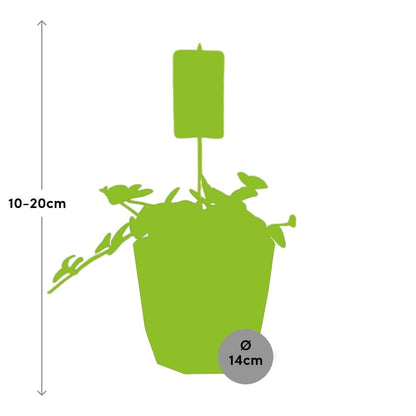 Peperomia ‘Hope’ – Pflegeleichte Zimmerpflanze im 14cm Topf