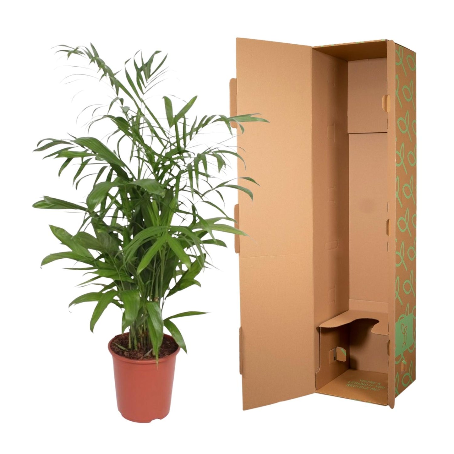 Chamaedorea Seifrizii – Elegante, pflegeleichte Zimmerpalme 140 cm