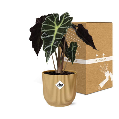 Alocasia ‘Polly’ – Tropische, pflegeleichte Zimmerpflanze im ELHO Vibes Fold Topf