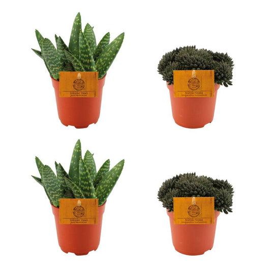 4er-Set Pflegeleichte Aloe Paradisicum & Sinocrassula Sukkulenten Ø10,5cm