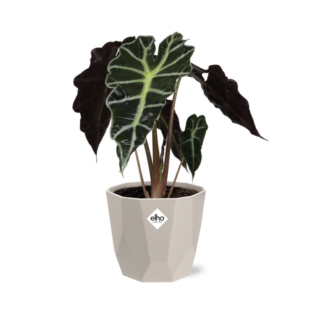 Alocasia ‘Polly’ in ELHO b.for rock 14 cm warm grey