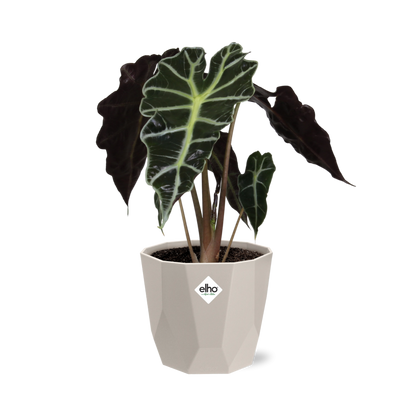 Alocasia ‘Polly’ in ELHO b.for rock 14 cm warm grey