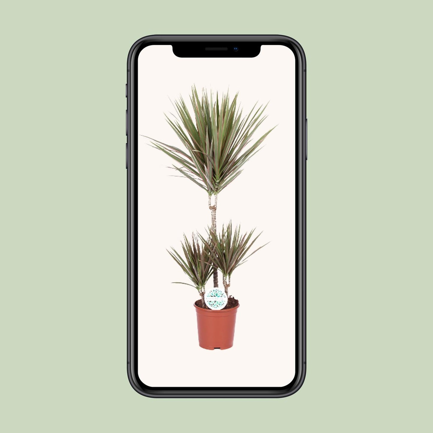 Dracaena Bicolor – pflegeleichter Drachenbaum Ø21cm, 95cm hoch