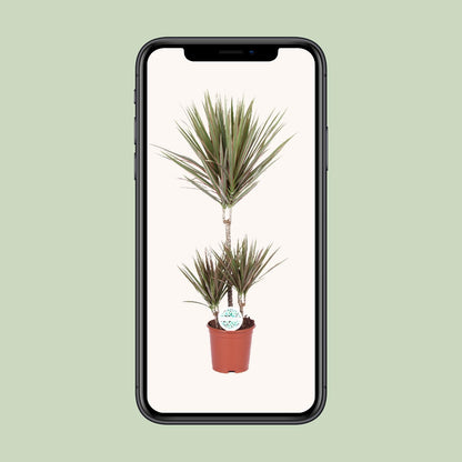 Dracaena Bicolor – pflegeleichter Drachenbaum Ø21cm, 95cm hoch