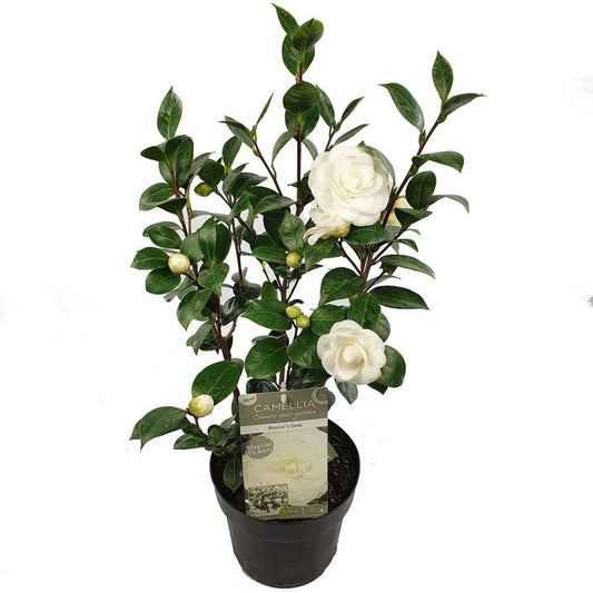 Camellia japonica 'Nuccio's Gem' – Immergrüner Strauch Ø19cm