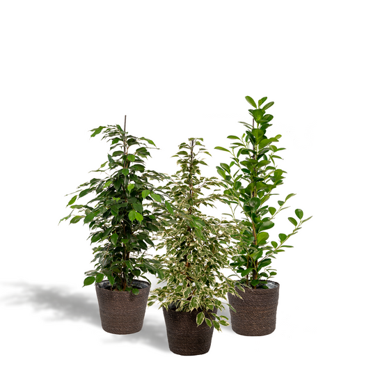 Ficus Trio im Korb Ø21cm – Pflegeleichte Zimmerpflanze