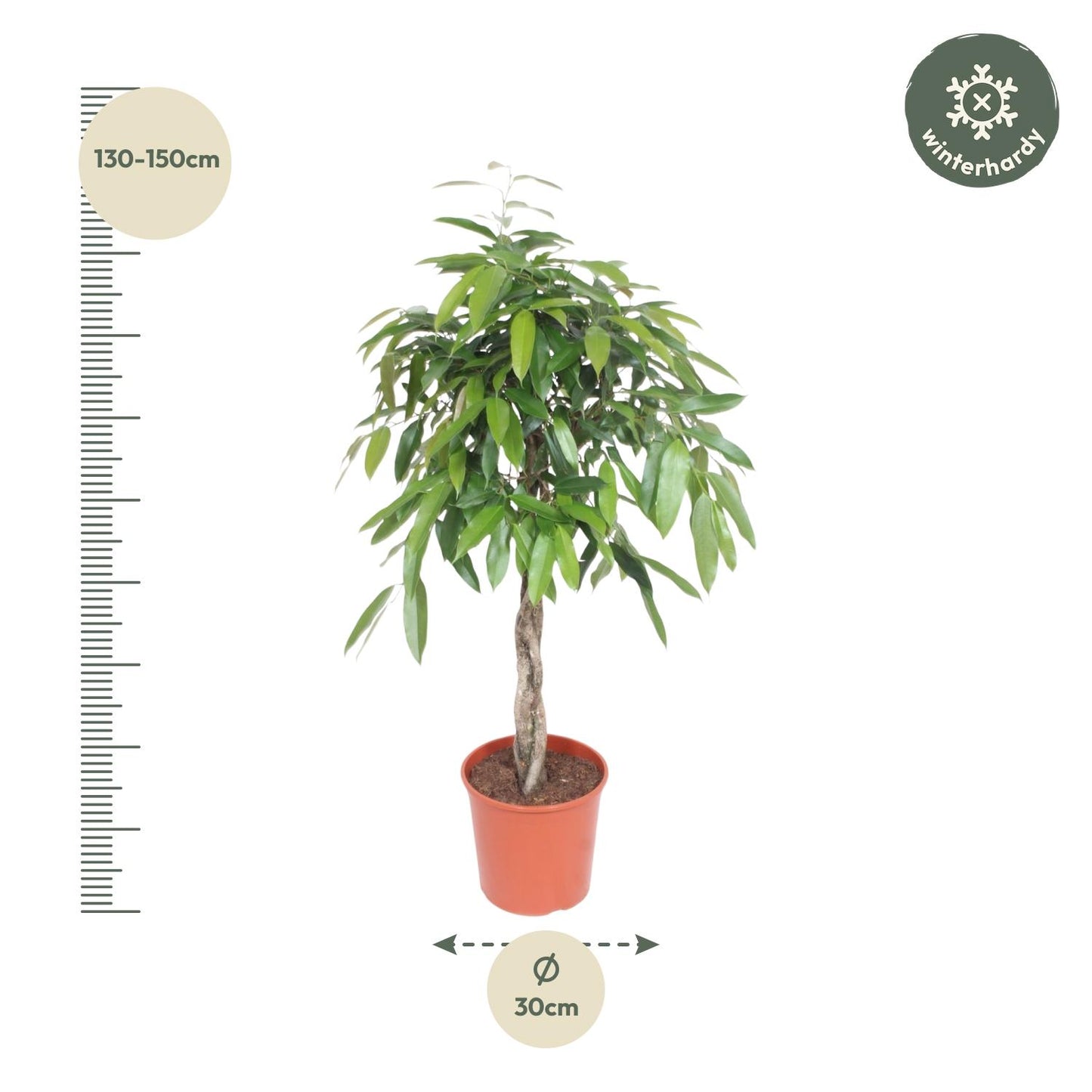 Ficus Amstel King mit geflochtenem Stamm – 140 cm