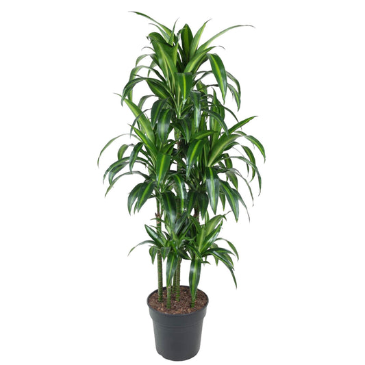 Dracaena Hawaiiana Carrousel – Elegante, pflegeleichte Zimmerpflanze 150 cm