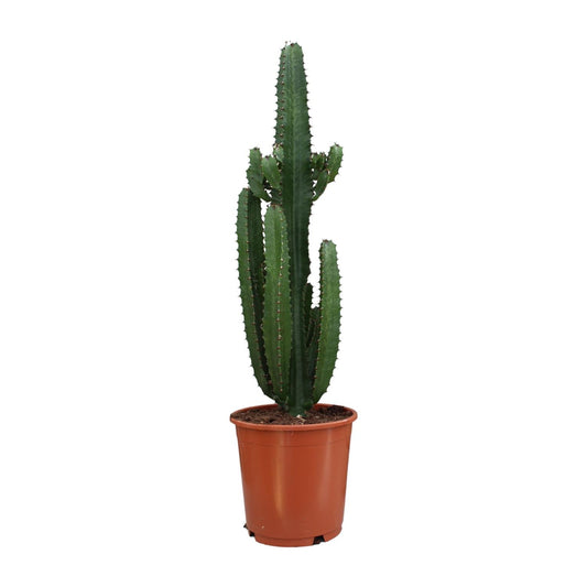 Euphorbia Acrurensis – Pflegeleichte Zimmerpflanze Ø24cm