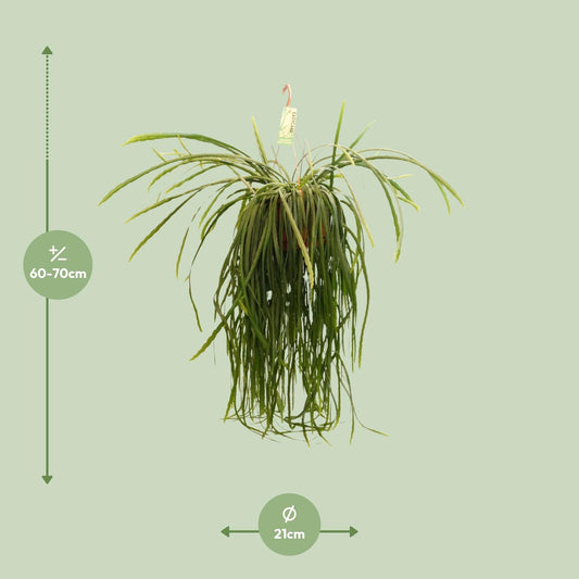 Lepismium Bolivianum – Pflegeleichter Zimmerkaktus Ø21 cm