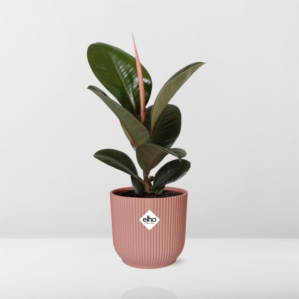 Ficus Elastica ‘Robusta’ im ELHO Vibes Fold 14cm Topf rosa