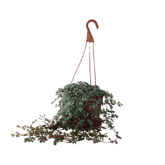Pilea Glaucophylla – Aluminium-Pflanze Ø16cm, 25cm hoch