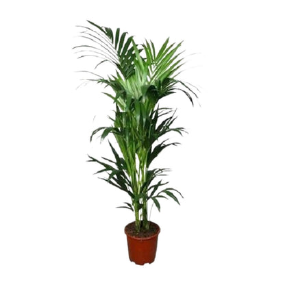 Howea forsteriana – Kentia-Palme Ø24cm, 150cm hoch