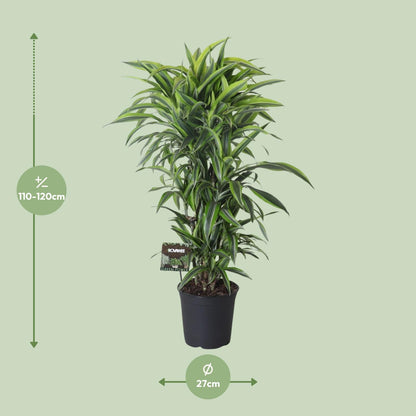 Drachenbaum Lemon Lime – 120 cm pflegeleichte Zimmerpflanze