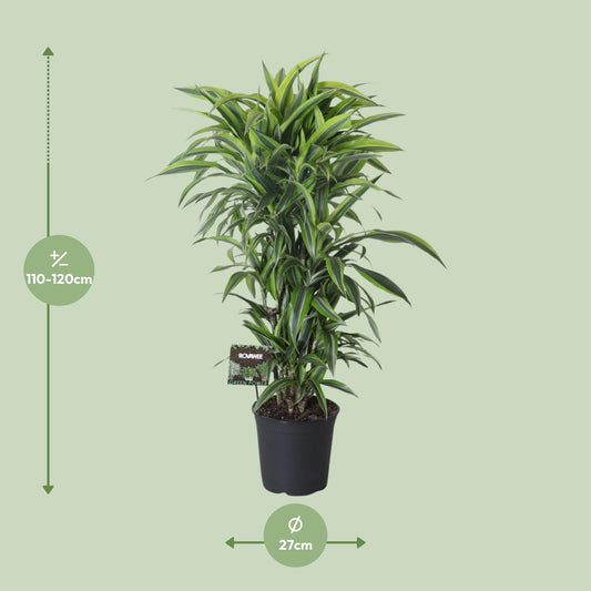 Drachenbaum Lemon Lime – 120 cm pflegeleichte Zimmerpflanze