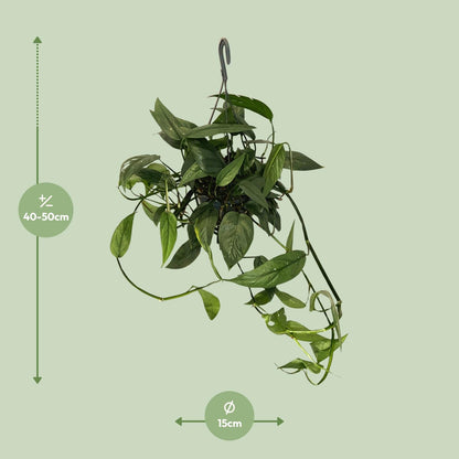 Epipremnum 'Cebu Blue' – pflegeleichte Zimmerpflanze Ø15cm