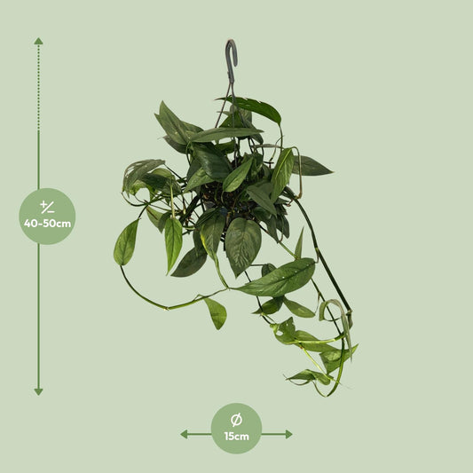Epipremnum 'Cebu Blue' – pflegeleichte Zimmerpflanze Ø15cm