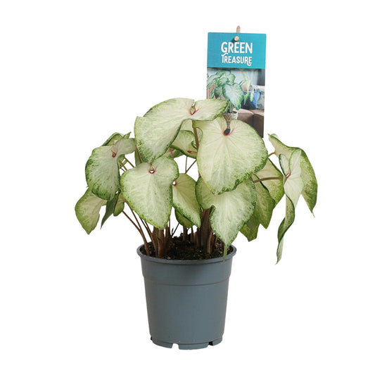 Caladium White Delight – Tropische Engelsflügel Ø12 cm