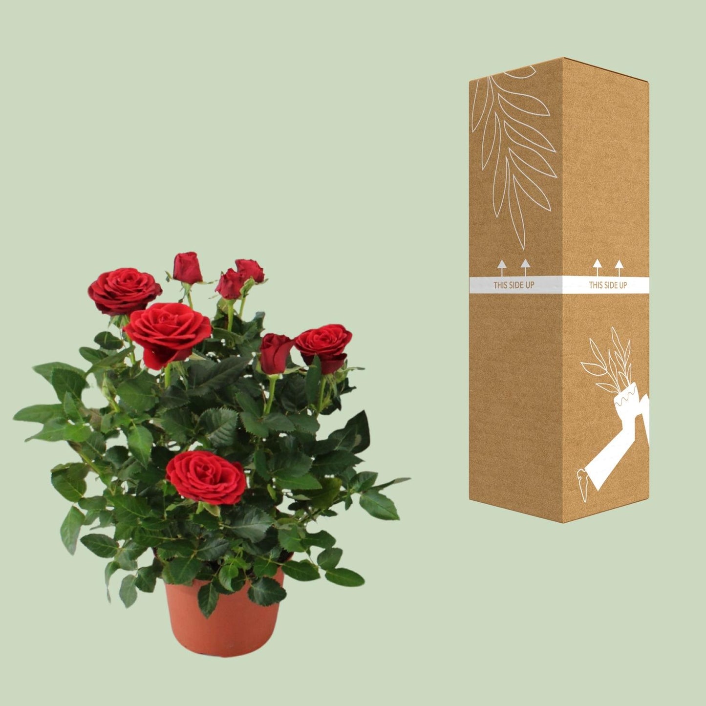 Rosa Red Topfrose Ø12cm, Höhe 29cm – Pflegeleicht & Schön