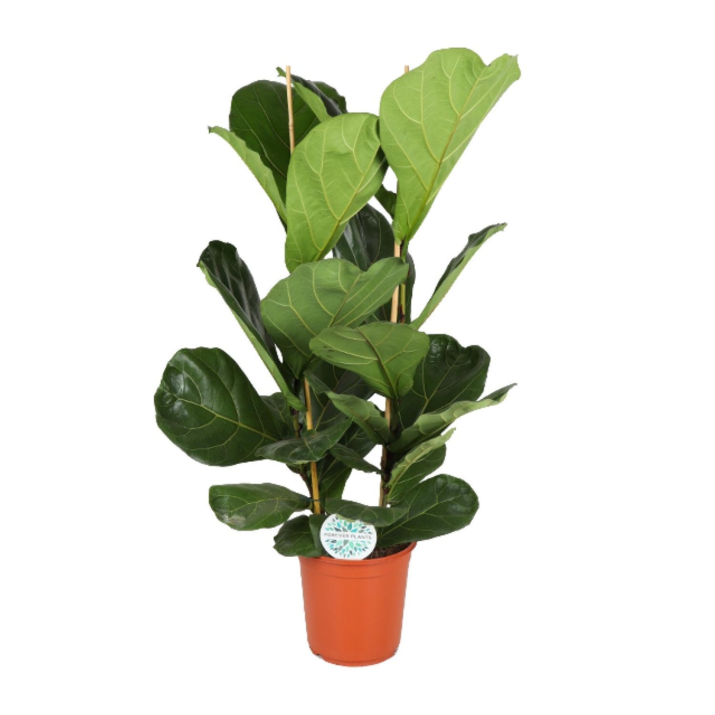 Ficus Lyrata – Große, pflegeleichte Zimmerpflanze Ø24cm