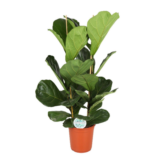 Ficus Lyrata – Große, pflegeleichte Zimmerpflanze Ø24cm