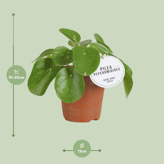 Pilea White Splash – Pflegeleichte Aluminium-Zimmerpflanze Ø13cm