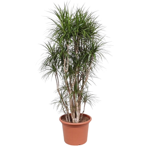 Dracaena Marginata vertakt – 220 cm – pflegeleichte Zimmerpflanze