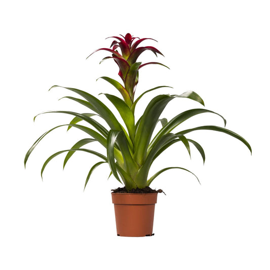 Guzmania Nextara – Tropische pflegeleichte Zimmerpflanze Ø12 cm