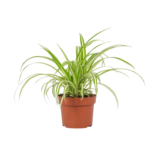 Grünlilie Chlorophytum Variegatum Ø12cm – Pflegeleicht & Luftreinigend