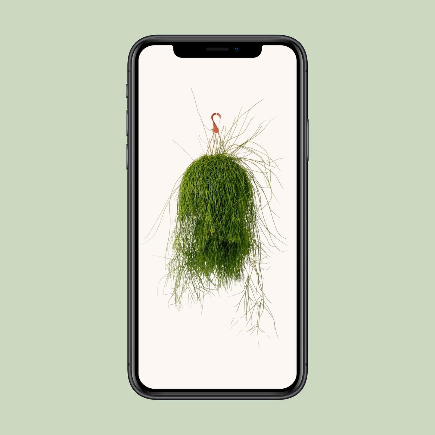 Rhipsalis Cassutha – Pflegeleichte luftreinigende Zimmerpflanze