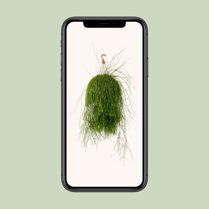 Rhipsalis Cassutha – Pflegeleichte luftreinigende Zimmerpflanze