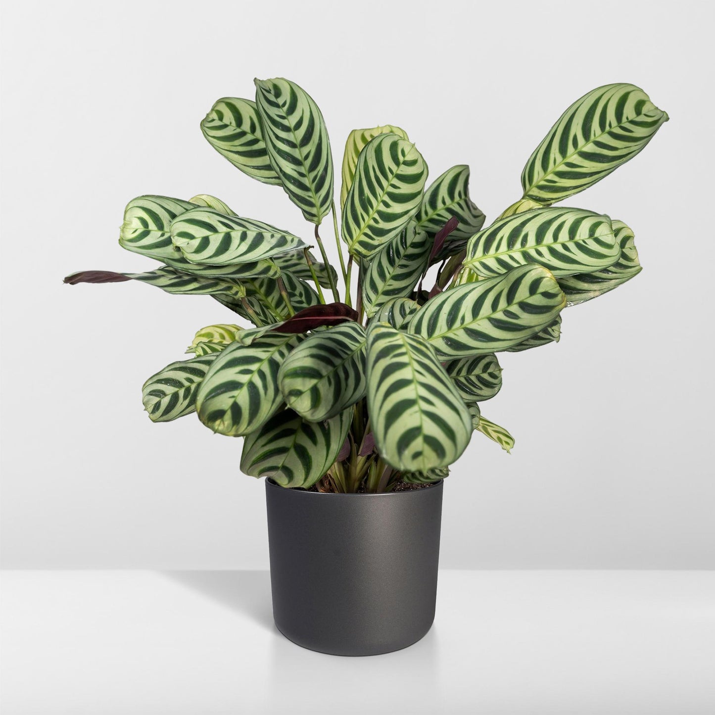 Ctenanthe Amabilis – Pflegeleichte Zimmerpflanze Ø14cm