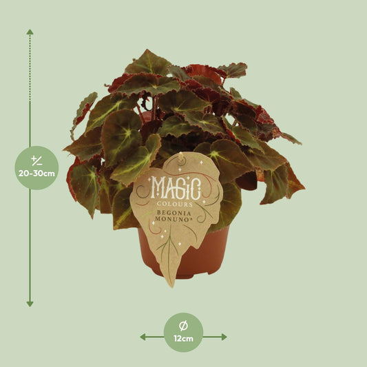 Begonia Rex Montuno – Farbige, pflegeleichte Begonie Ø12 cm