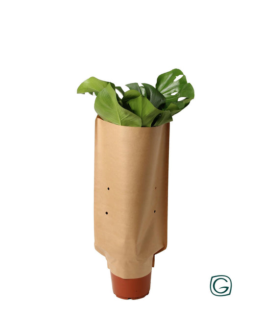 Monstera im Paper Sleeve – Ø21 cm, ca. 60 cm hoch