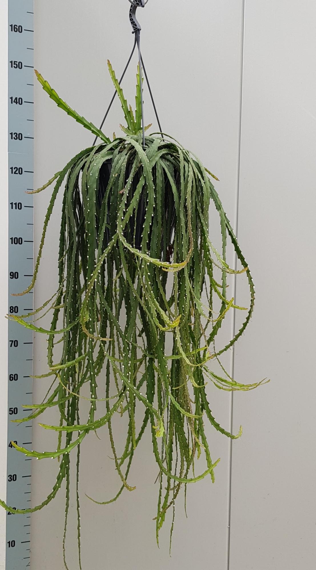 Lepismium Cruciforme – Pflegeleichte Hängepflanze 25cm