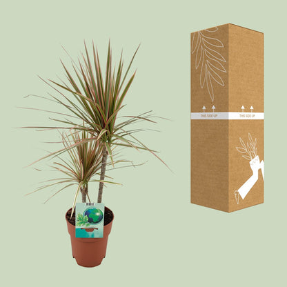 Drachenbaum Marginata Bicolor – pflegeleichte Zimmerpflanze 70 cm