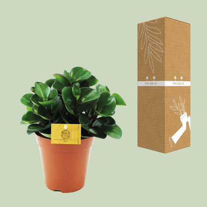 Peperomia Burning Bush – Pflegeleichte Zimmerpflanze Ø15cm