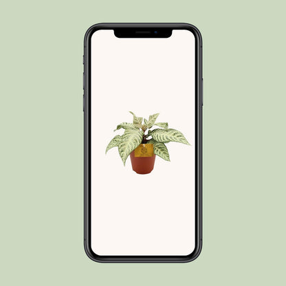 Aphelandra White Wash – Zebra Pflanze Ø25cm