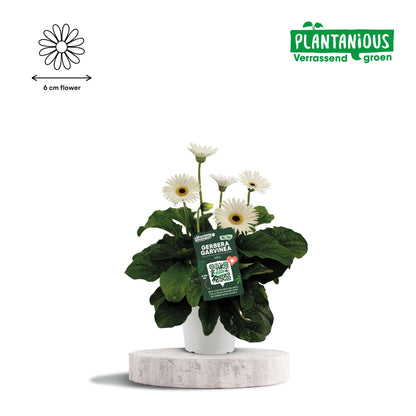 Garvinea Gerbera Wit – Pflegeleichte Gartenblume Ø19cm