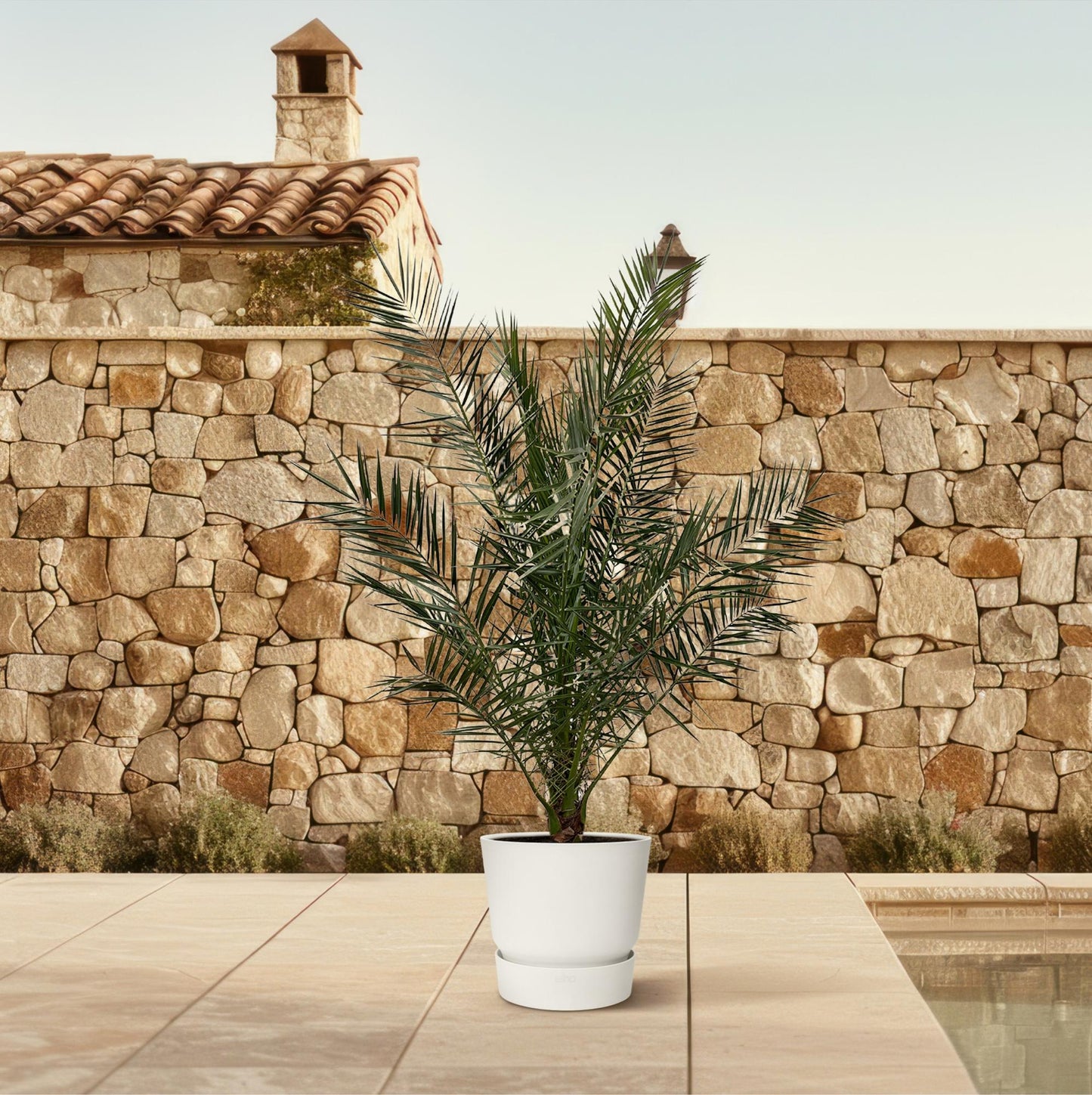 Phoenix Canariensis – Kanarische Dattelpalme 180 cm