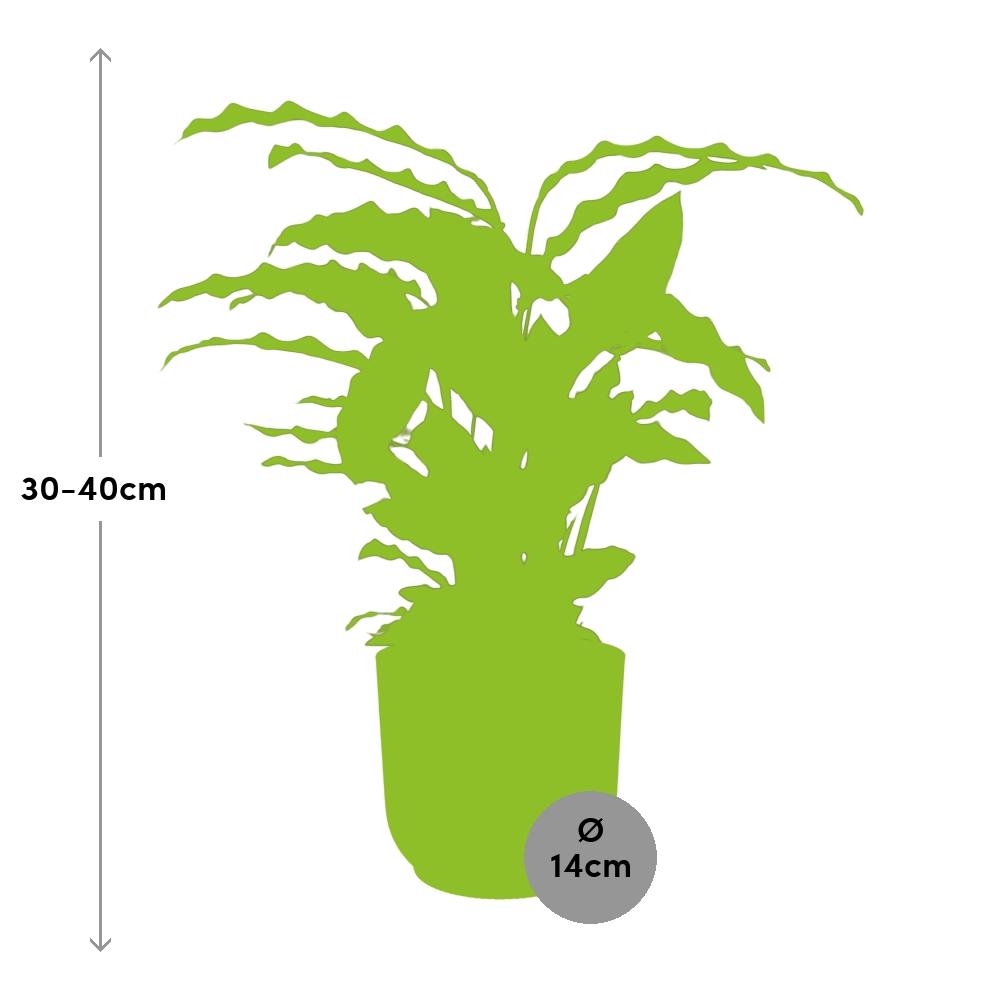 Calathea Rufibarba ‘Tropistar’ im ELHO Vibes Fold 14cm Gelb