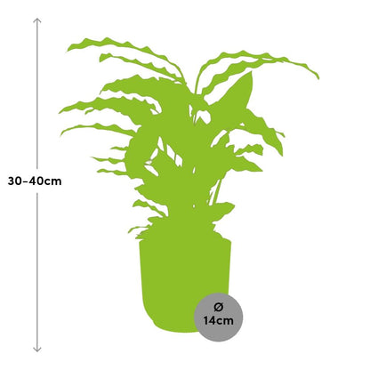 Calathea Rufibarba ‘Tropistar’ im ELHO Vibes Fold 14cm Gelb