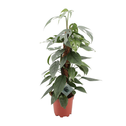 Epipremnum Pinnatum Cebu Blue – pflegeleichte Zimmerpflanze Ø17cm