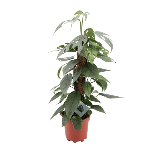 Epipremnum Pinnatum Cebu Blue – pflegeleichte Zimmerpflanze Ø17cm